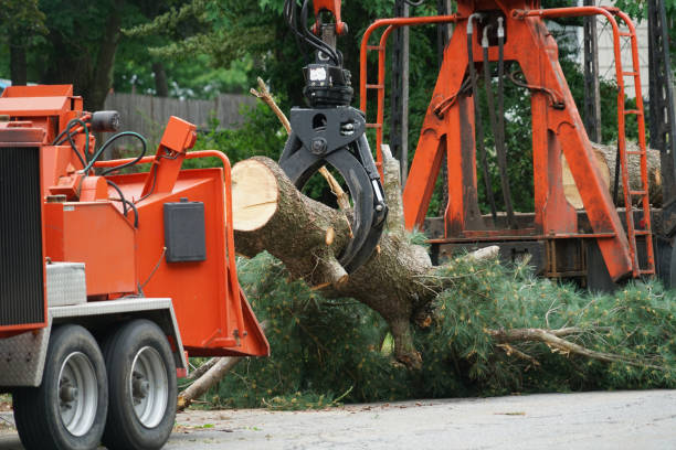 Best Tree Trimming Near Me  in Carrizo Hill, TX